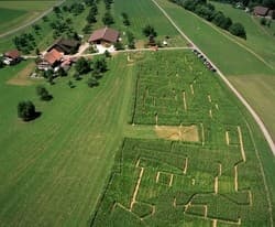 Maisdschungel in Winikon – Bild 2