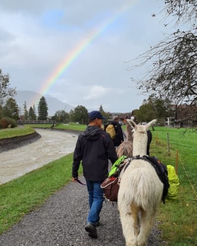 Lamatrekking Giswil - Unterwegs mit flauschigen Begleitern – Bild 4