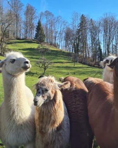 Lamatrekking Giswil - Unterwegs mit flauschigen Begleitern – Bild 3