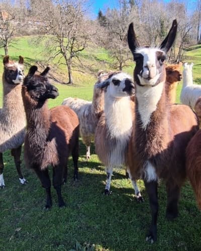Lamatrekking Giswil - Unterwegs mit flauschigen Begleitern – Bild 1