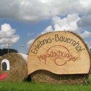 Maisdschungel in Winikon – Bild 1