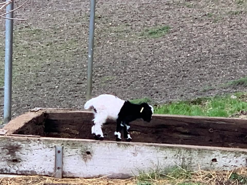 Tierpark Langenthal – Bild 1