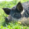 Tierpark Augusta Raurica – Bild 2
