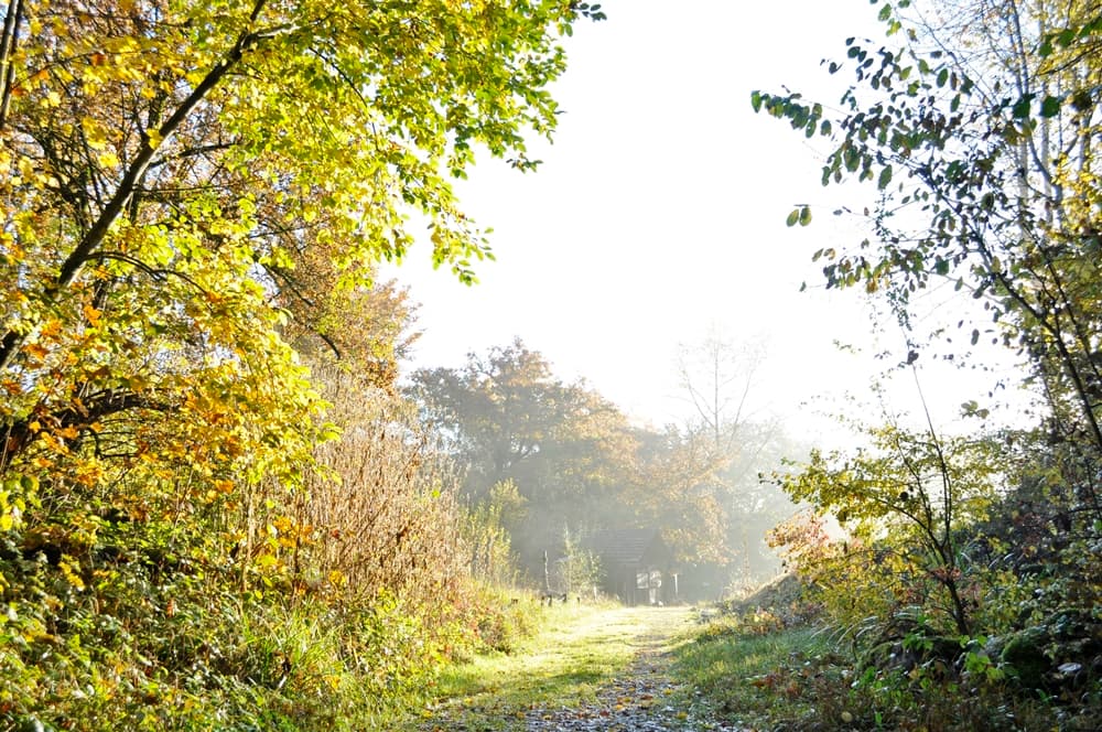 Naturlehrgebiet - Safari vor der Haustür – Bild 1