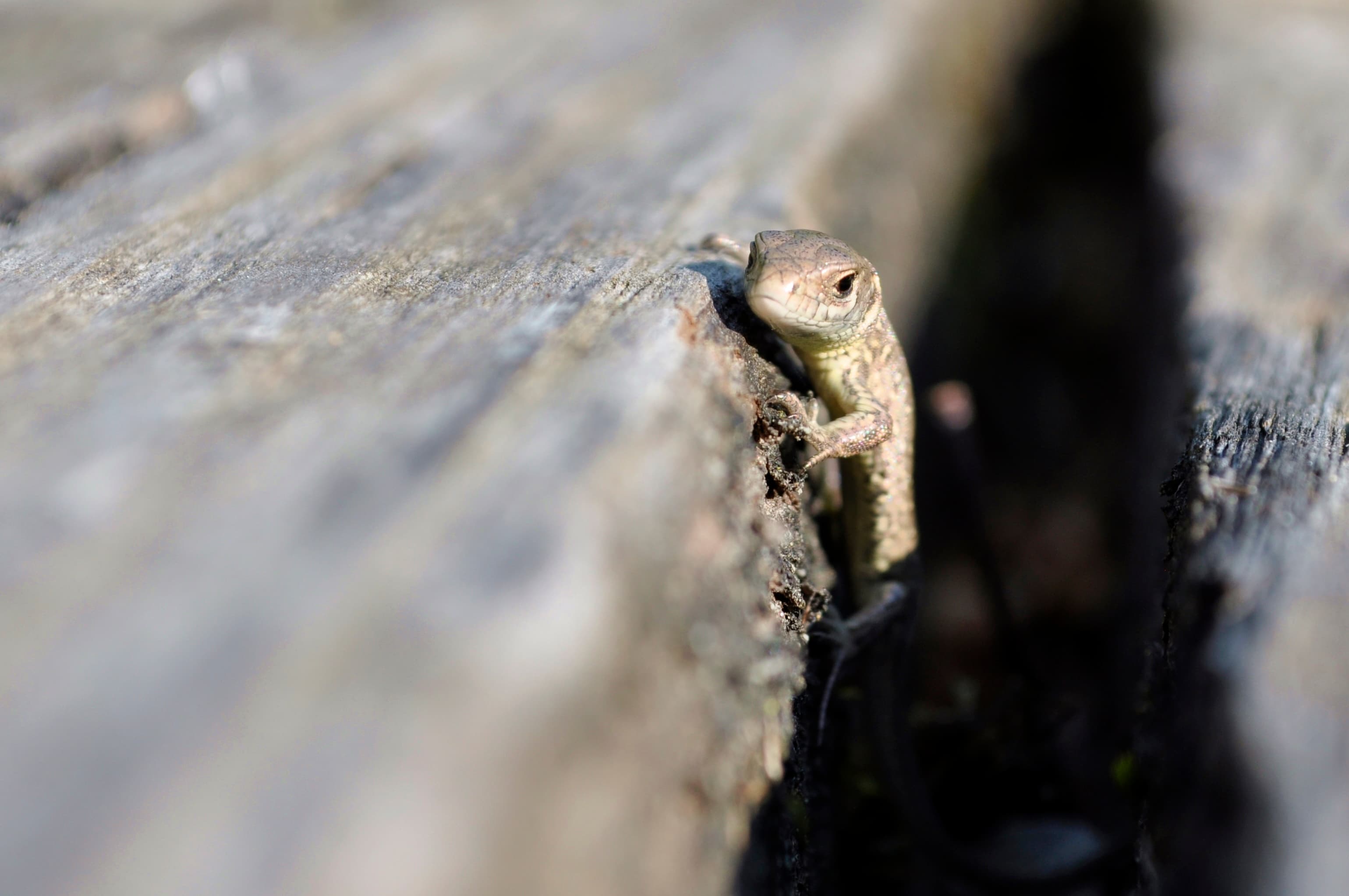 Naturlehrgebiet - Safari vor der Haustür – Bild 3