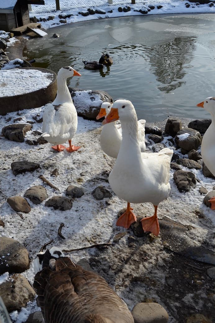 Wirtschaft Trumpf-Buur -Spiel, Spass und Tiere in Ebikon – Bild 4