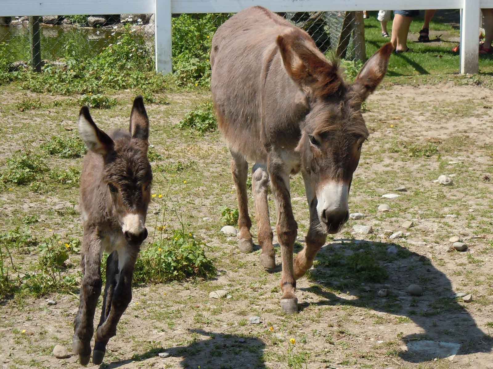 Wirtschaft Trumpf-Buur -Spiel, Spass und Tiere in Ebikon – Bild 2