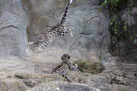 Zoo Zürich – Eine Weltreise an einem Tag – Bild 3