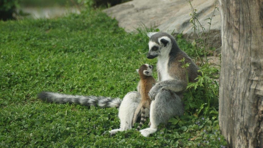 Knies Kinderzoo Rapperswil – Tiere hautnah erleben – Bild 1