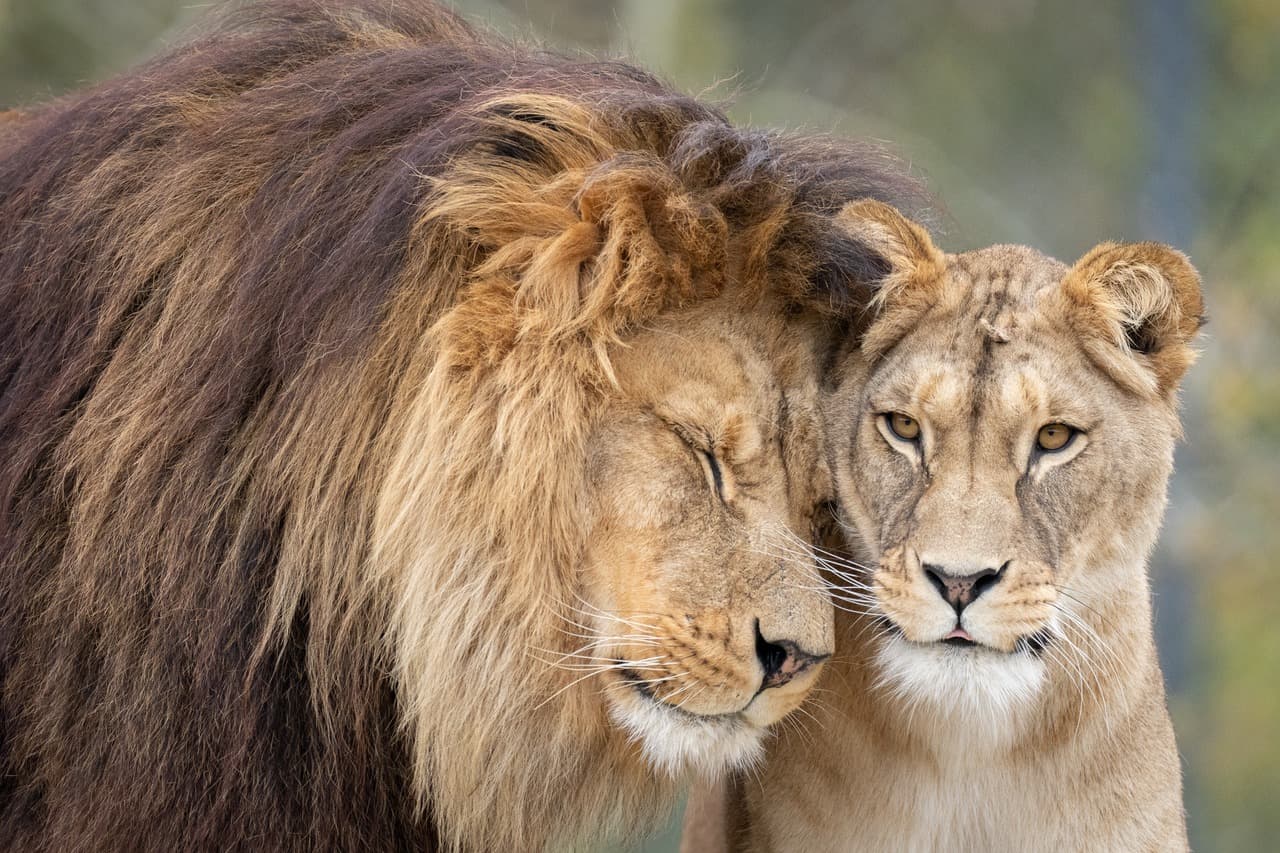 Walter Zoo in Gossau SG – tierische Begegnungen für Gross und Klein – Bild 5