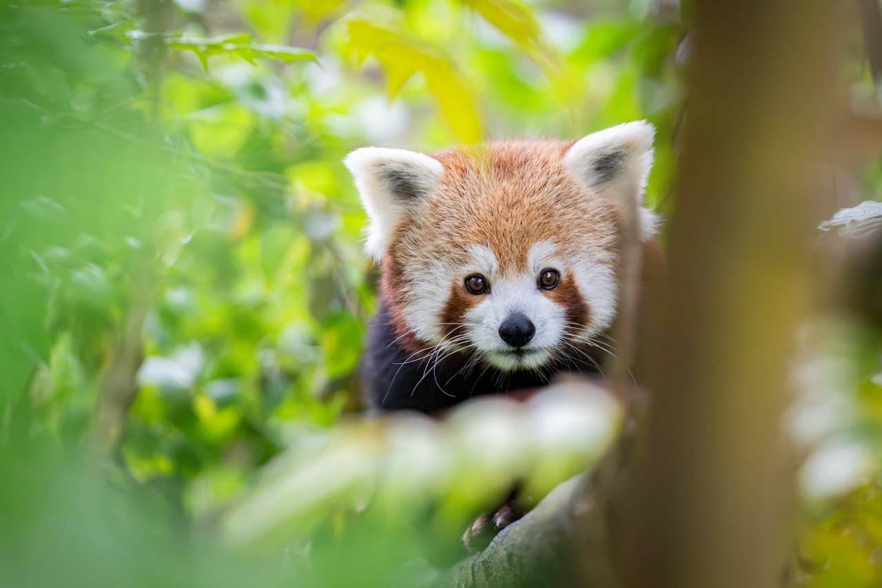 Walter Zoo in Gossau SG – tierische Begegnungen für Gross und Klein – Bild 4