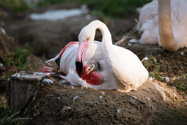 Walter Zoo in Gossau SG – tierische Begegnungen für Gross und Klein – Bild 3
