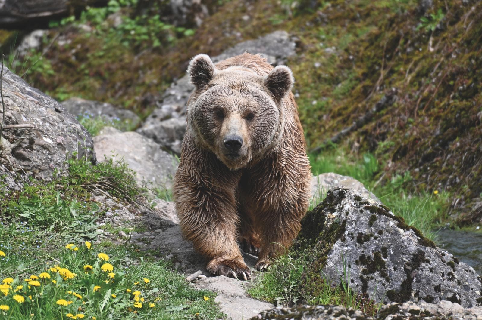 Natur- und Tierpark Goldau – Tiere hautnah erleben – Bild 2