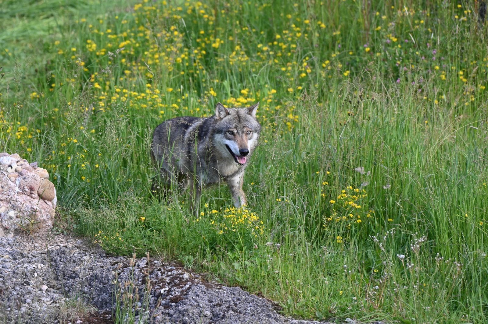 Natur- und Tierpark Goldau – Tiere hautnah erleben – Bild 6