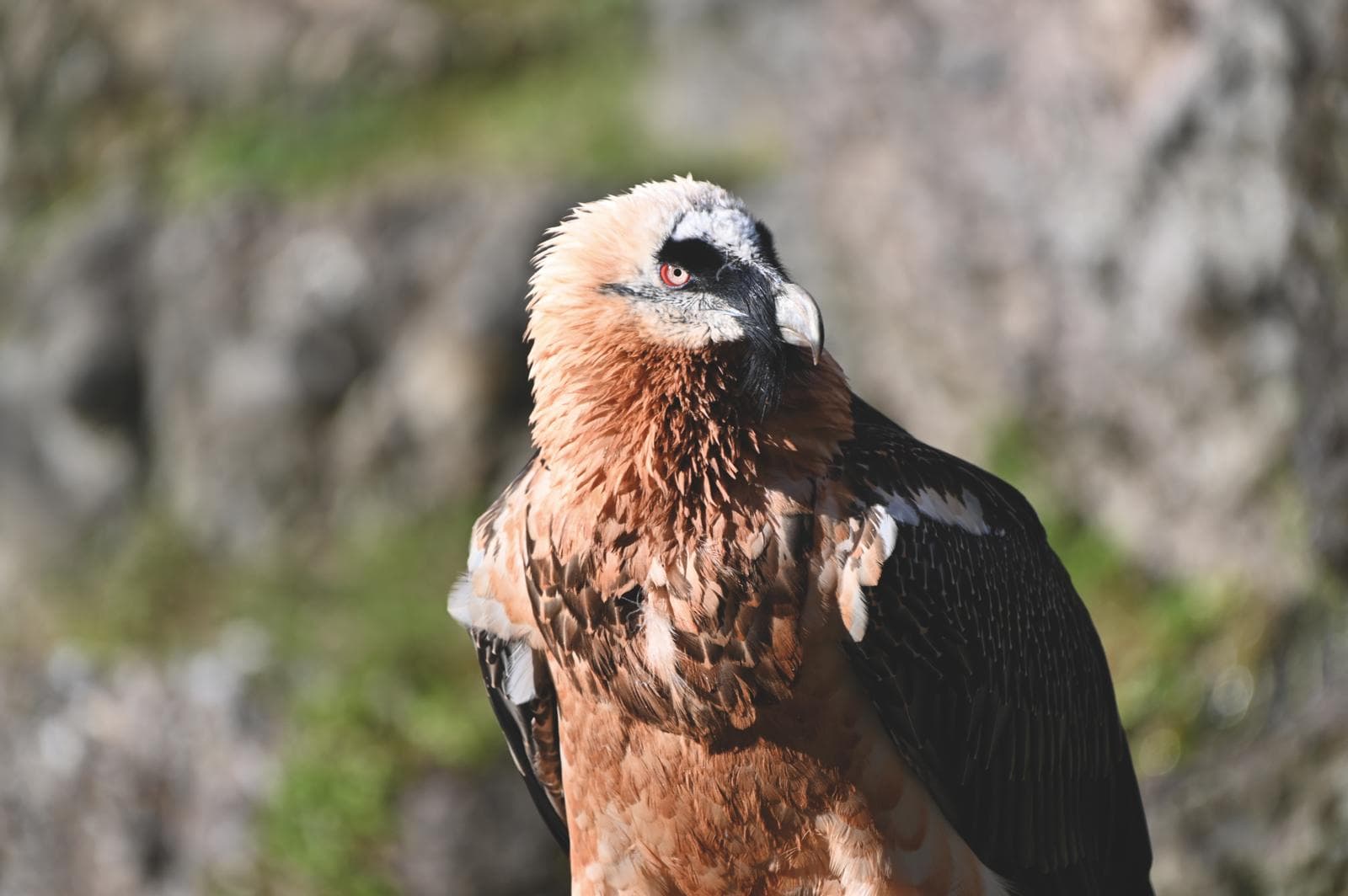 Natur- und Tierpark Goldau – Tiere hautnah erleben – Bild 7