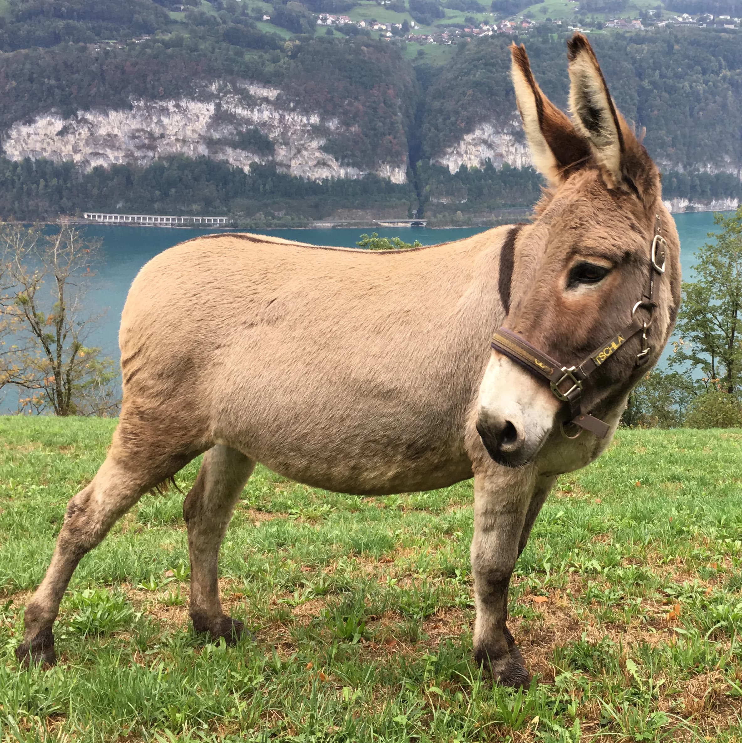 Wandern mit Eseln – Bild 7