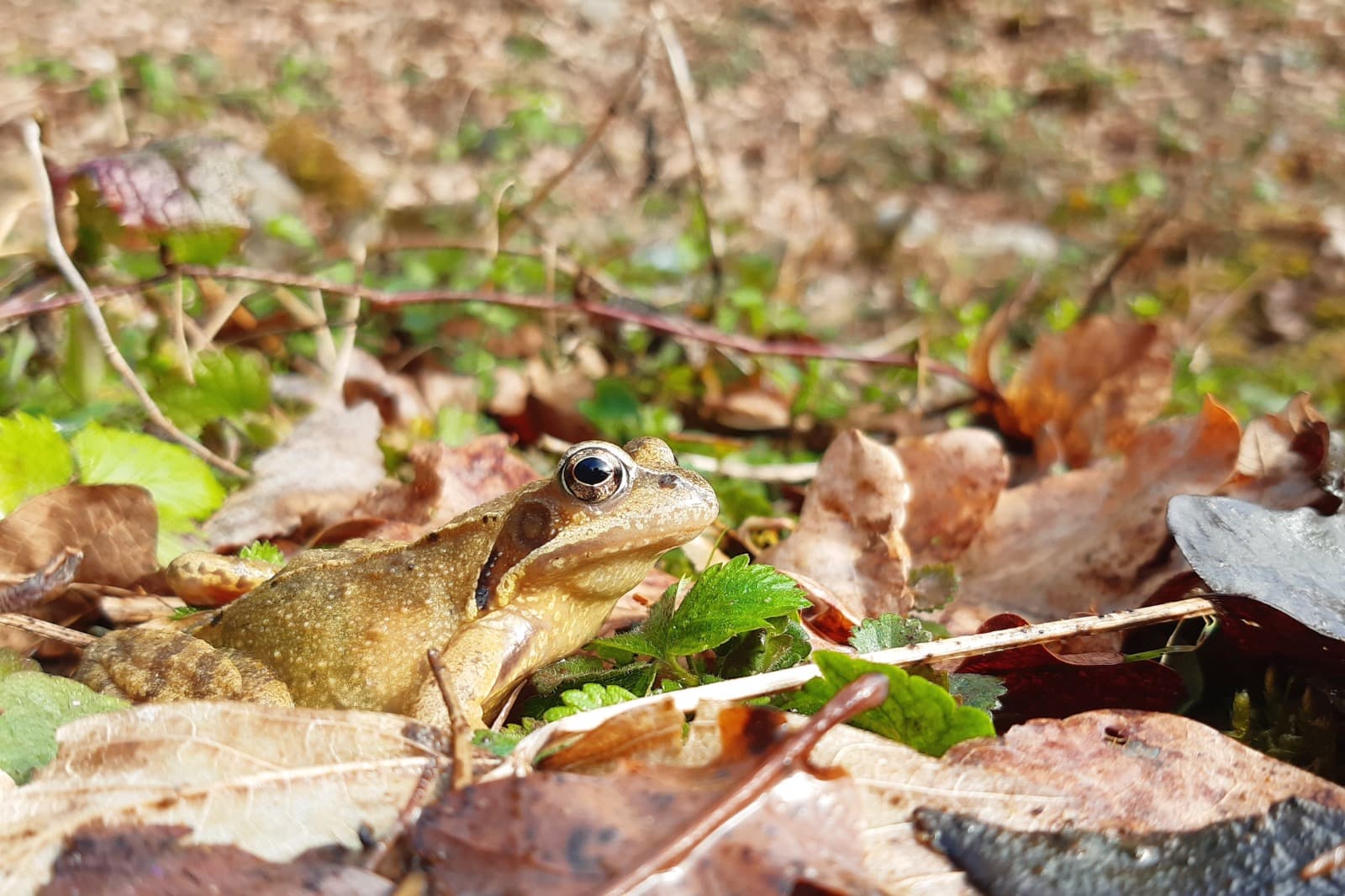 Naturlehrgebiet - Safari vor der Haustür – Bild 5
