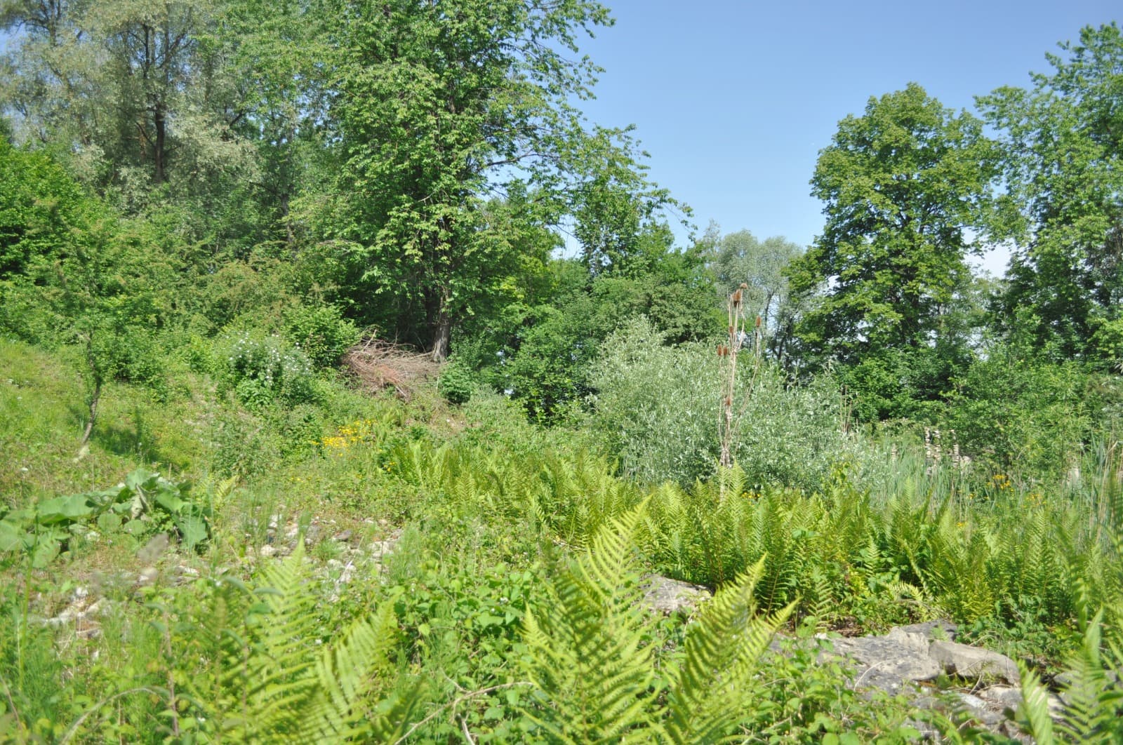 Naturlehrgebiet - Safari vor der Haustür – Bild 6