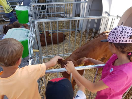 Besichtigung auf dem Bauernhof - Hofstetten – Bild 1