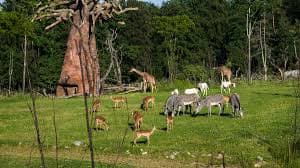 Zoo Zürich – Eine Weltreise an einem Tag – Bild 5