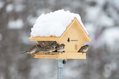Vogelwarte Sempach: Ein Abenteuer aus der Vogelperspektive – Bild 5