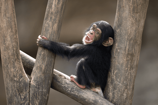 Walter Zoo in Gossau SG – tierische Begegnungen für Gross und Klein – Bild 2