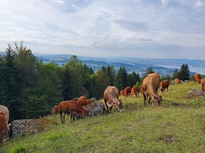 Erlebnisbauernhof & Camping Gerbe – Landleben pur in Meierskappel – Bild 3