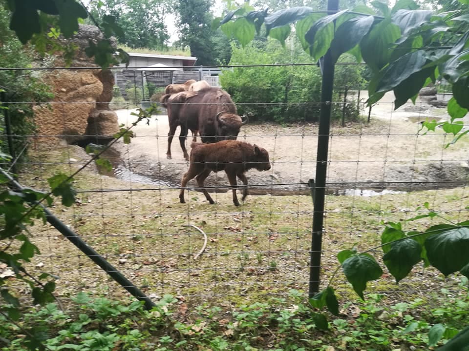 Tierpark Lange Erlen – Die grüne Oase im Kleinbasel – Bild 2