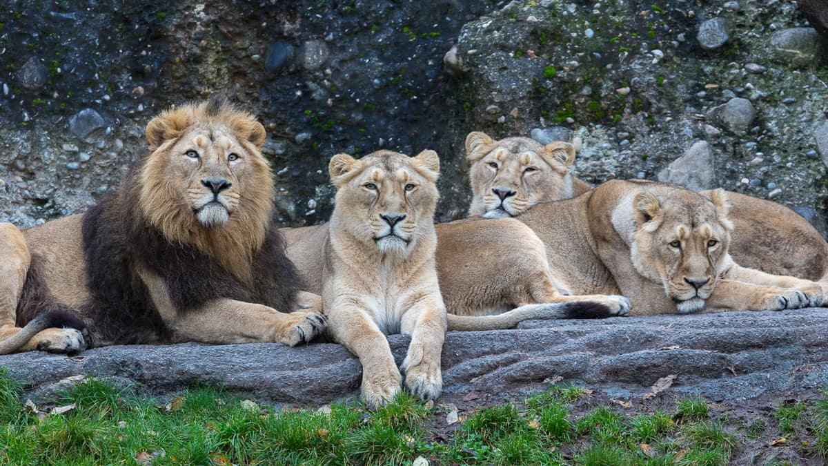 Zoo Zürich – Eine Weltreise an einem Tag – Bild 1
