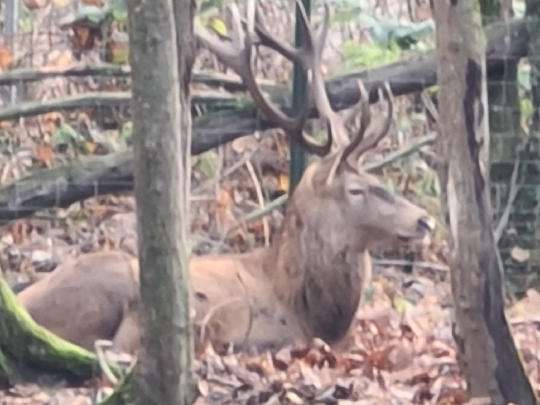 Tierpark Lange Erlen – Die grüne Oase im Kleinbasel – Bild 5
