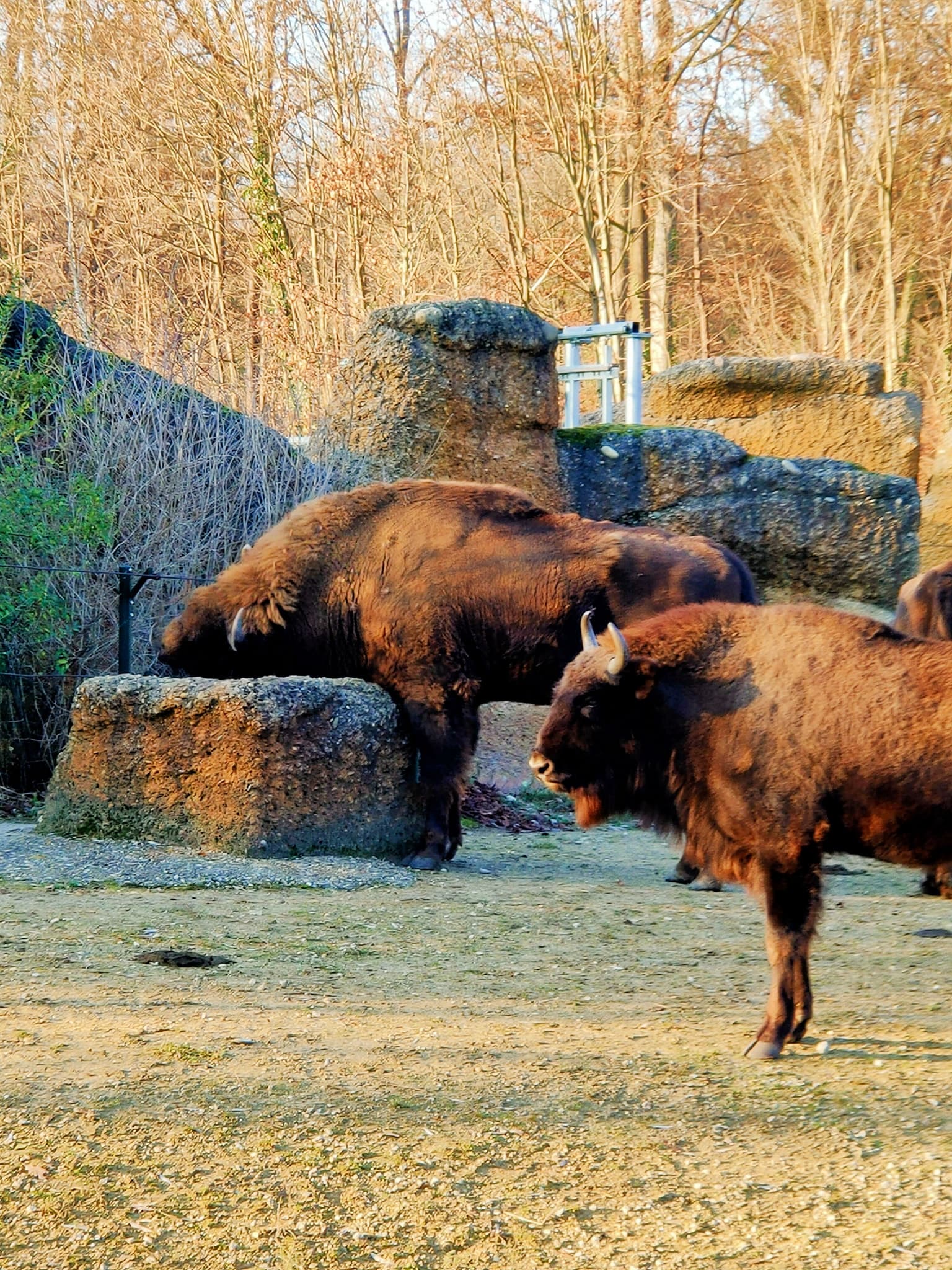 Tierpark Lange Erlen – Die grüne Oase im Kleinbasel – Bild 6