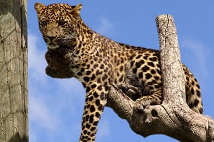 Toni's Zoo – Bild 1