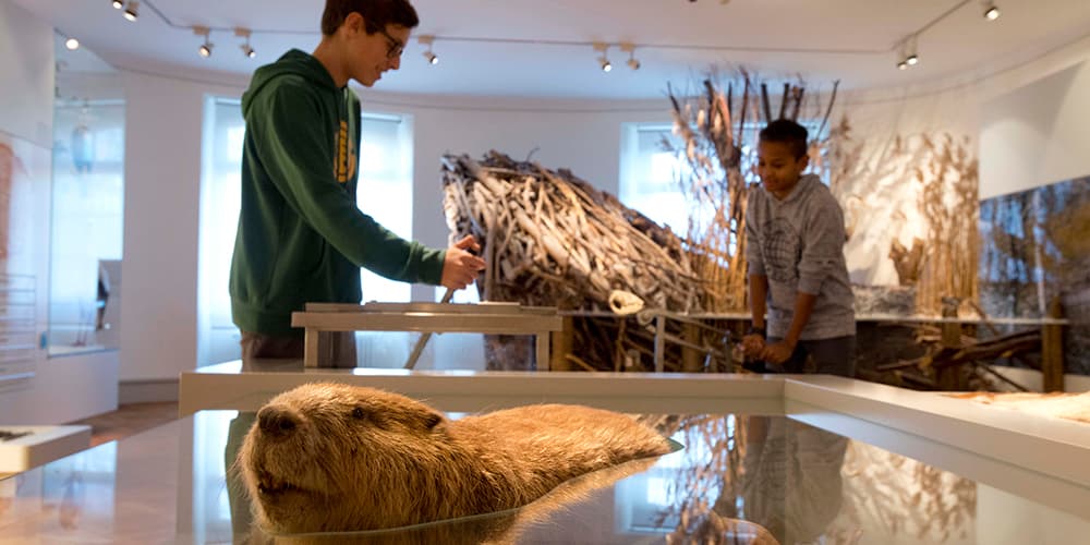 Naturmuseum Frauenfeld – Bild 3