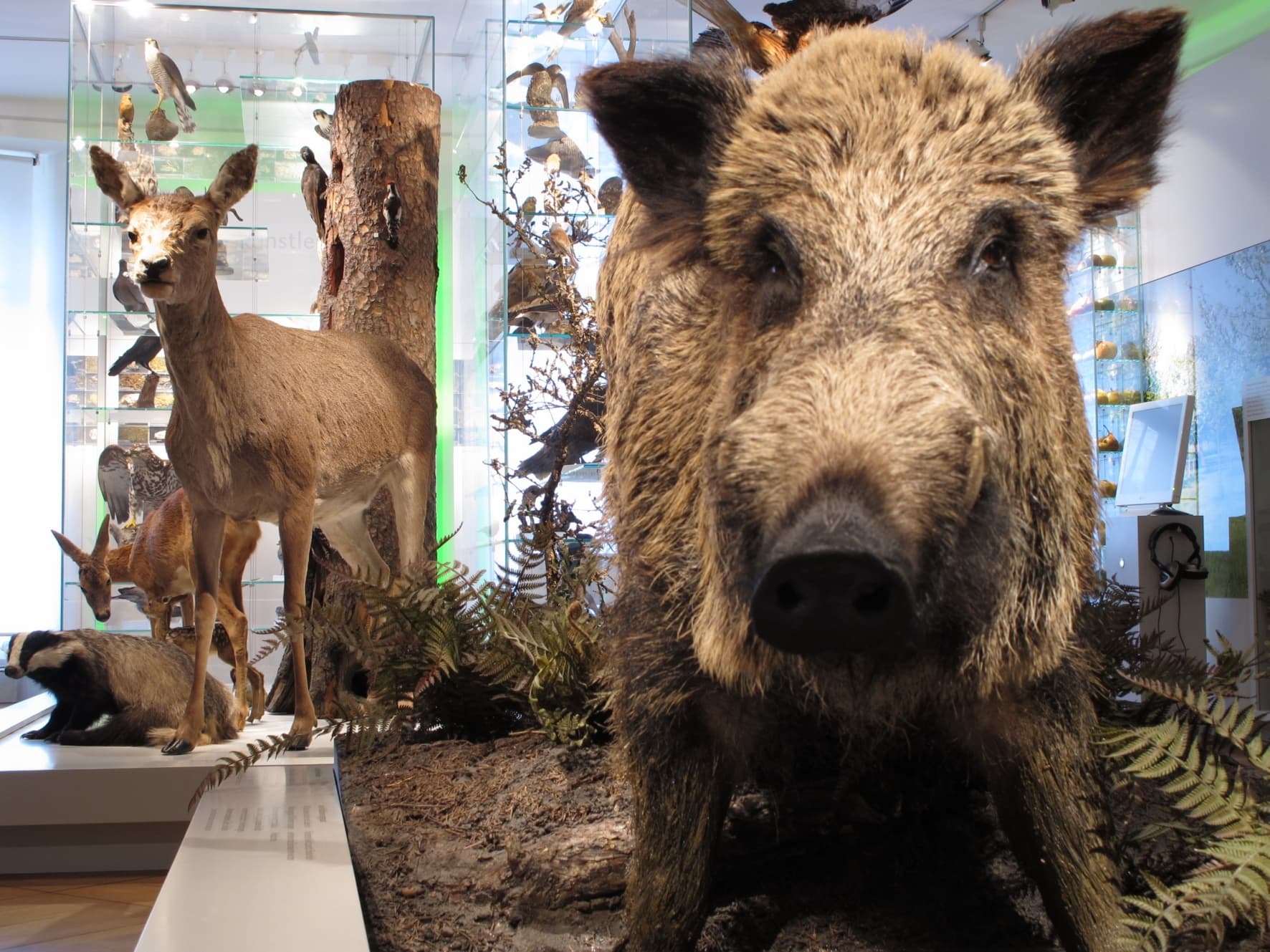 Naturmuseum Frauenfeld – Bild 2