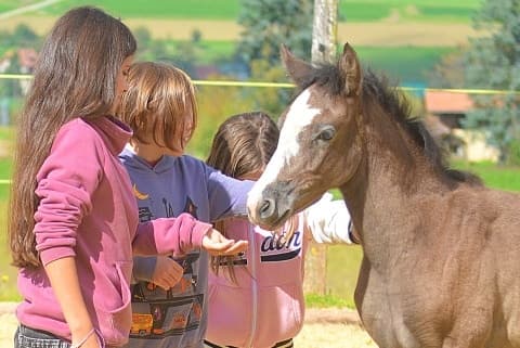 Kindernachmittage und Tageslager auf dem Pferdehof – Bild 1
