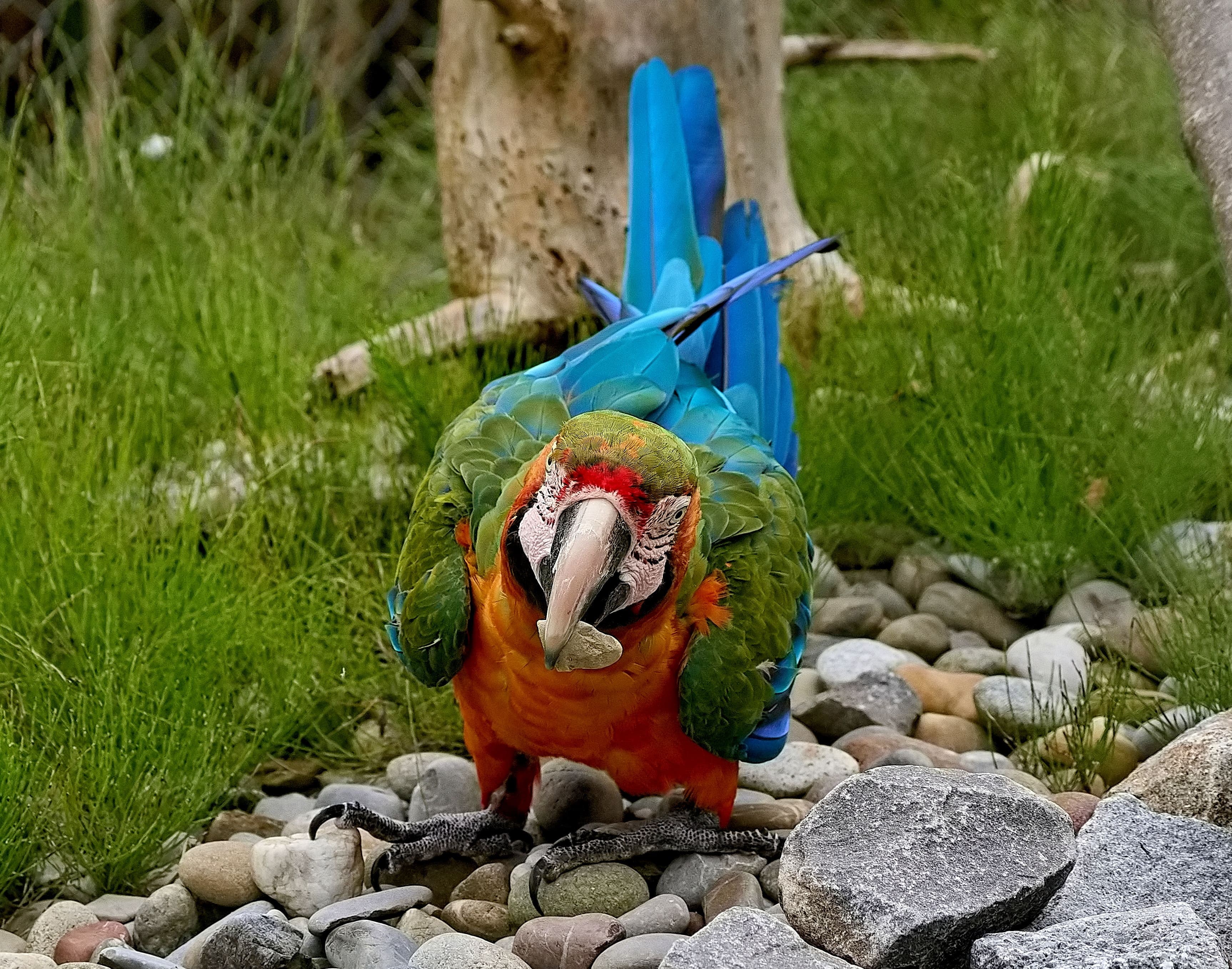 Vogelpark Ambigua - Die Papageien Welt im Fricktal – Bild 1
