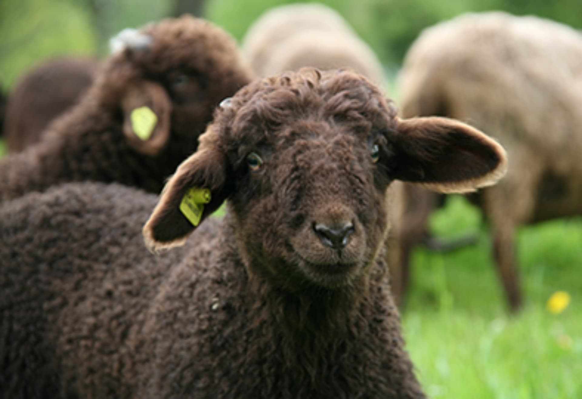 Tierpark Augusta Raurica – Bild 1