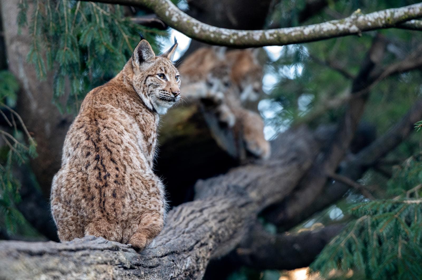 Natur- und Tierpark Goldau – Tiere hautnah erleben – Bild 3