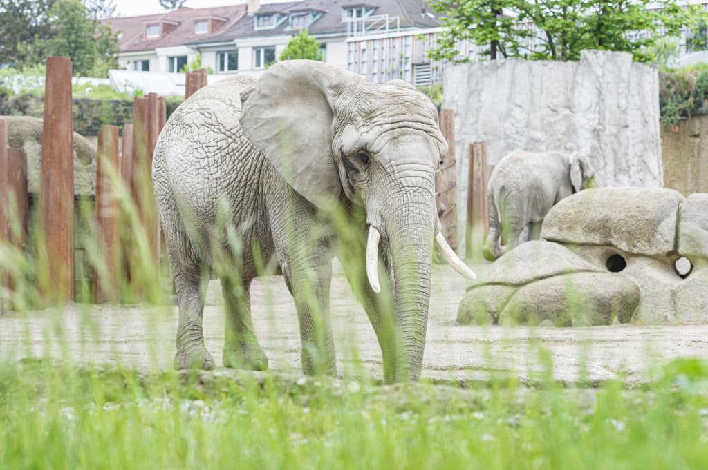 Zoo Basel – Eine tierische Stadtoase für die ganze Familie – Bild 1