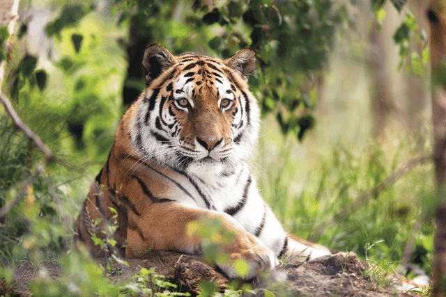 Walter Zoo in Gossau SG – tierische Begegnungen für Gross und Klein – Bild 1
