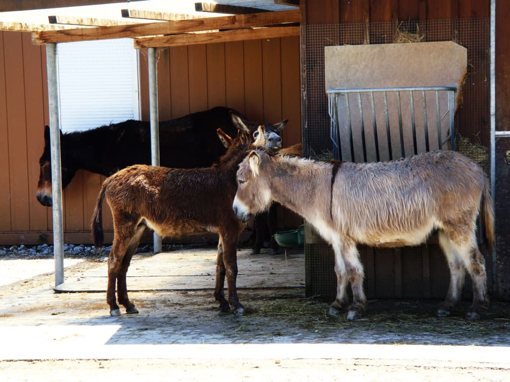 Toni's Zoo – Bild 2