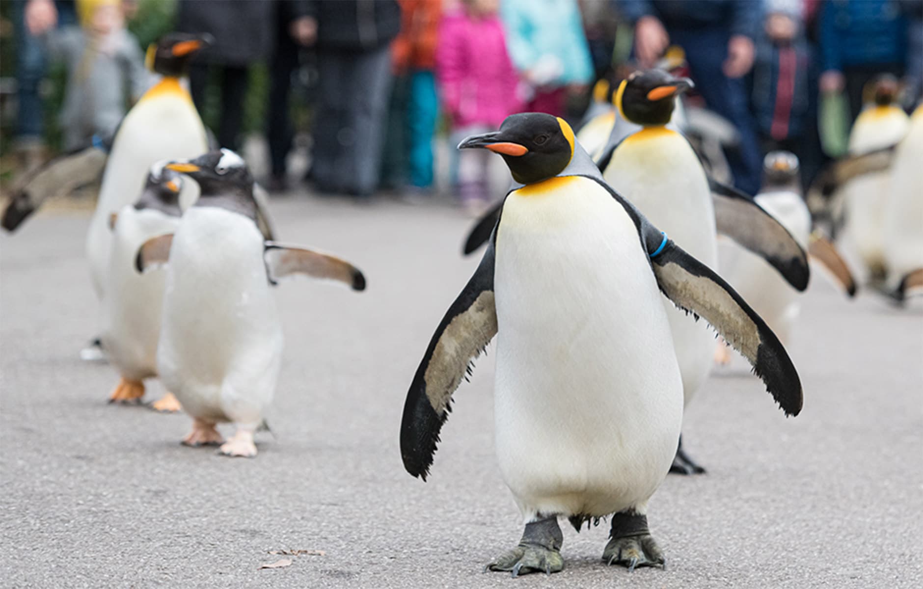 Zoo Basel – Eine tierische Stadtoase für die ganze Familie – Bild 2