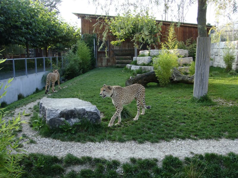 Toni's Zoo – Bild 3