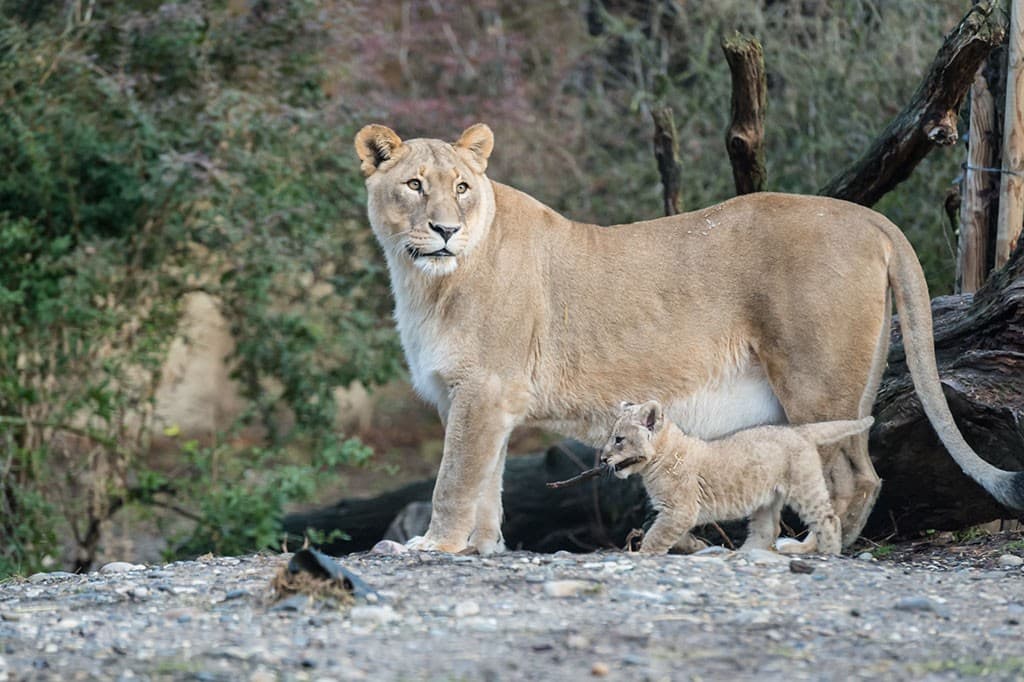 Zoo Basel – Eine tierische Stadtoase für die ganze Familie – Bild 4