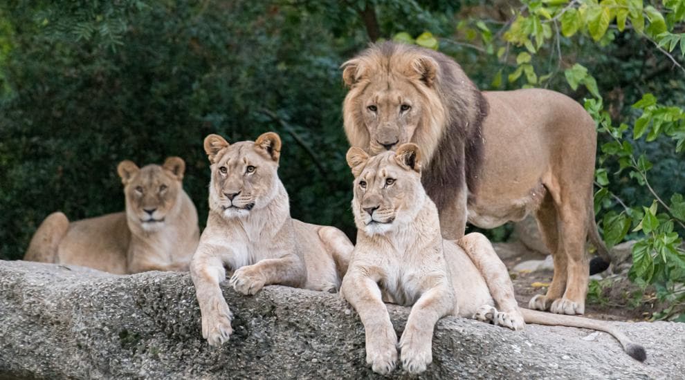 Zoo Basel – Eine tierische Stadtoase für die ganze Familie – Bild 5
