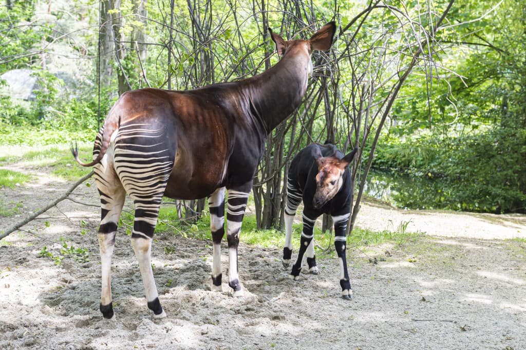 Zoo Basel – Eine tierische Stadtoase für die ganze Familie – Bild 6
