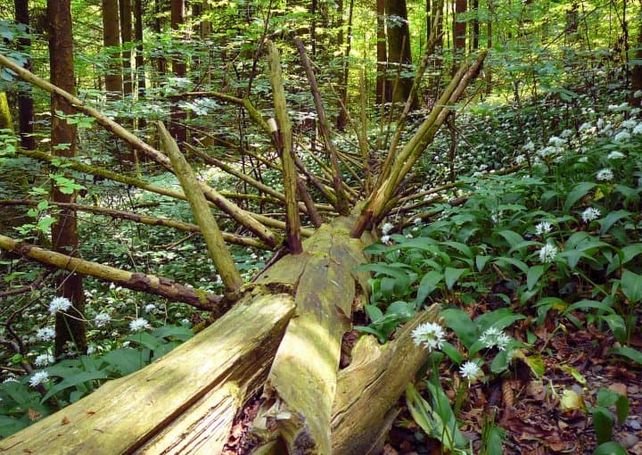 Naturerlebnispark Sihltal – Bild 2