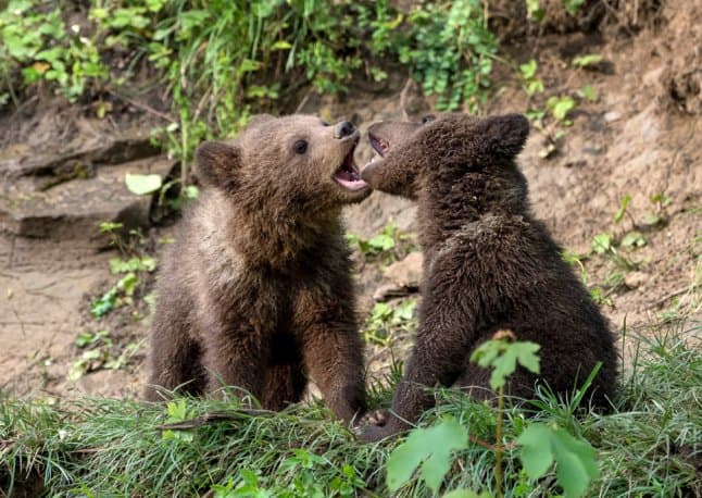Wildnispark Langenberg: Wildtiere hautnah entdecken – Bild 1