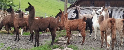 Lamatrekking – Bild 3