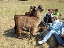 Lamatrekking – Bild 1